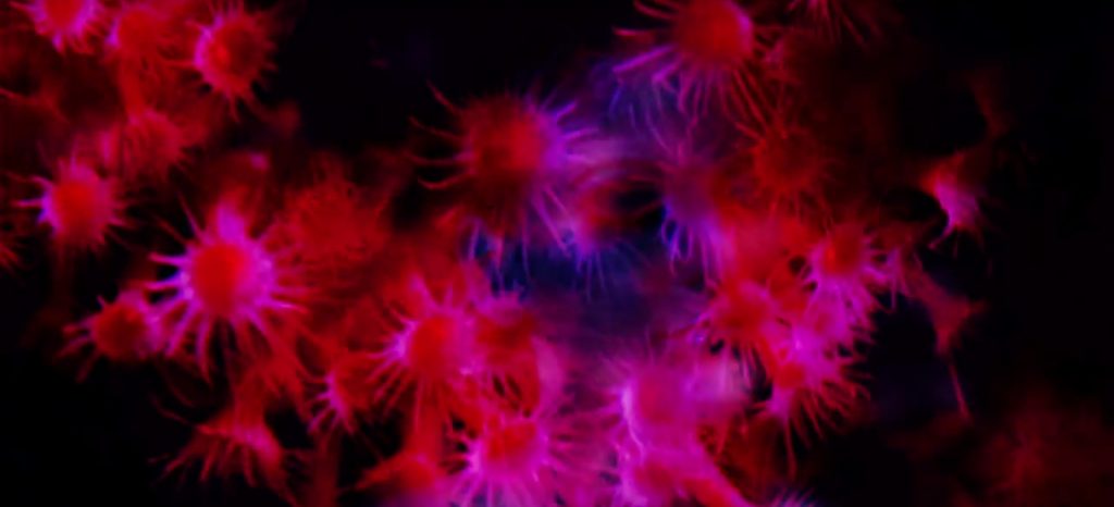 blondino-manifesto-21