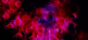 blondino-manifesto-21