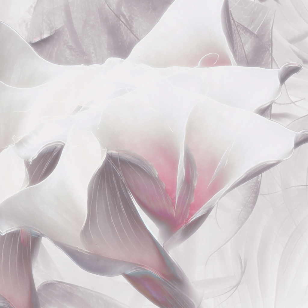 Manifesto XXI - Lilywhite